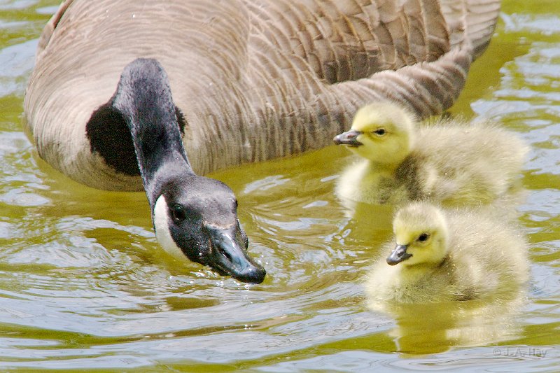  A2I2560 - Version 2 - Version 2 - Version 2